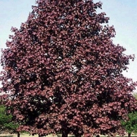 Klevas paprastasis (Acer platanoides) 'Royal Red'