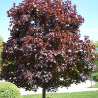 Klevas paprastasis (Acer platanoides) 'Crimson King'