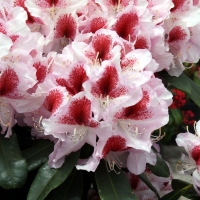 Rododendras (Rhododendron) 'Belami'