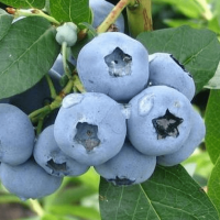 Šilauogė  sodinė (Vaccinium x covilleanum) 'Denise Blue'