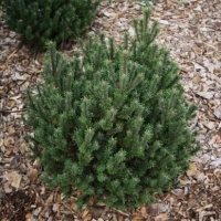 Pušis kalninė (Pinus mugo) 'Kissen'