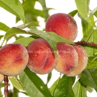 Persikas (Prunus) 'Maira'