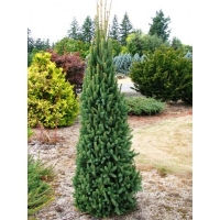 Eglė paprastoji (Picea abies) 'Cupressina'