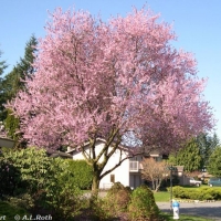 Slyva kaukazinė (sakura) (Prunus cerasifera) "Pissardii"