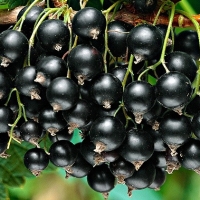 Serbentai juodiej (Ribes) 'Titania' Pa