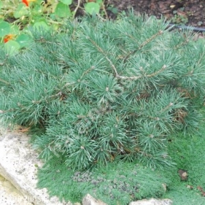 Pušis paprastoji (Pinus sylvestris) &#039;Fjell Teppich&#039;