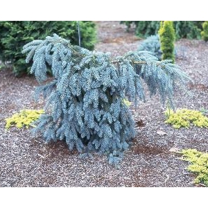 Eglė dygioji (Picea pungens) &#039;Glauca Pendula&#039;