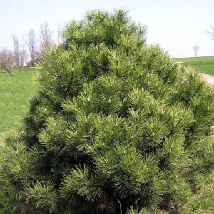 Pušis juodoji (Pinus nigra) &#039;Nana&#039;