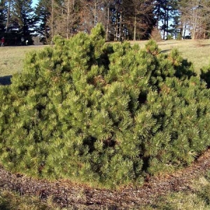Pušis juodoji (Pinus nigra) &#039;Hornibrookiana&#039;