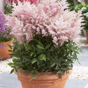 Astilbė (Astilbe) &#039;Younique Silvery Pink&#039;
