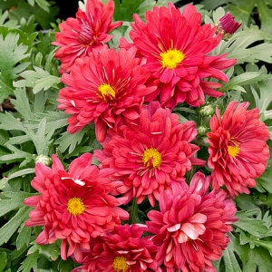 Chrizantema (Chrysanthemum) &#039;Duchess of Edinburgh&#039;