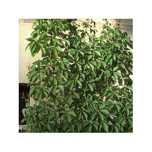 Vinvytis penkialapis (Parthenocissus quinquefolia)