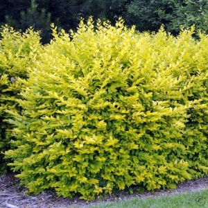 Ligustras paprastasis (Ligustrum vulgare) “Aurea”