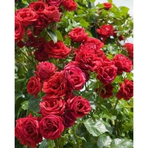 Rožė vijoklinė (Rosa) &#039;Mushimara&#039;