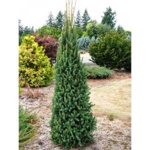 Eglė paprastoji (Picea abies) &#039;Cupressina&#039;