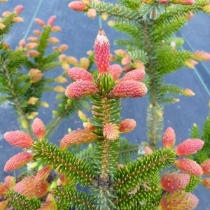 Eglė serbinė (Picea omorika) &#039;Roter Austrieb&#039;