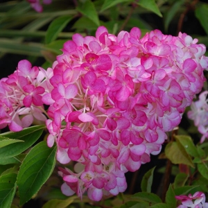 Hortenzija šluotelinė (Hydrangea paniculata) &#039;Sundae Fraise&#039;