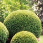 Buksmedis  paprastasis (Buxus sempervirens)