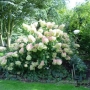 Hortenzija šluotelinė (Hydrangea paniculata) 'Phantom'