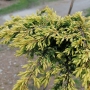 Kadagys paprastasis (Juniperus communis) 'Goldschalz'