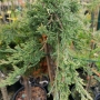 Kadagys horizontalusis (Juniperus horizontalis) štambinis