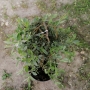 Karklas gulsčiasis (Salix repens) 'Boyd's Pendulous'