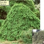Eglė paprastoji (Picea abies) 'Inversa'