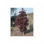 Klevas paprastasis (Acer platanoides)  'Crimson Sentry'