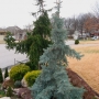 Eglė dygioji (Picea pungens) 'Glauca Pendula'