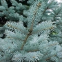 Eglė dygioji (Picea pungens) 'Fat Albert'