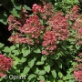 Hortenzija šluotelinė (Hydrangea paniculata) 'Wim's Red'