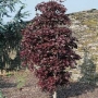 Klevas paprastasis (Acer platanoides)  'Crimson Sentry'