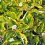 Sedula baltoji (Cornus alba) 'Spaethii'