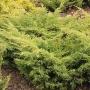 Kadagys tarpinis (Juniperus x media) 'Mordigan Gold'
