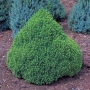Eglė baltoji (Picea glauca) 'Alberta Globe'
