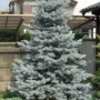 Eglė dygioji (Picea pungens) 'Koster'
