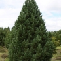 Pušis kedrinė (Pinus cembra)
