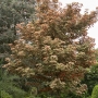 Klevas paprastasis (Acer pseudoplatanus) 'Esk Sunset'