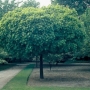 Klevas paprastasis (Acer platanoides) 'Globosum'