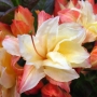 Azalija (Rhododendron) 'Cannon's Double'
