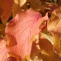 Sedula raudonoji  (Cornus saguinea) 'Winter Beauty'