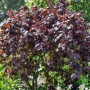 Lazdynas paprastasis (Corylus  avellana) 'Purple Umbrella' Pa