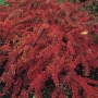 Raugerškis tunbergo (Berberis thunbergii) 'Red Carpet'