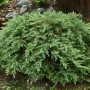 Kadagys pajūrinis (Juniperus conferta) 'Schlager'