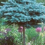 Eglė dygioji (Picea pungens) 'Glauca Globosa'