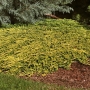 Kadagys horizontalusis (Juniperus horizontalis) 'Golden Carpet'