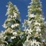 Hortenzija šluotelinė (Hydrangea paniculata) 'Levana' IŠPARDUOTA