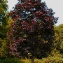 Klevas paprastasis (Acer platanoides) 'Royal Red'