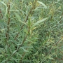 Karklas purpurinis (Salix purpurea) 'Gracilis'