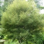 Šaltekšnis paprastasis (Frangula alnus) Aspleniifolia'